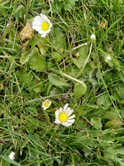 Bellis perennis