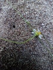 Stenocarpha filiformis