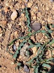 Chlorogalum grandiflorum