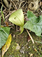 Arum maculatum