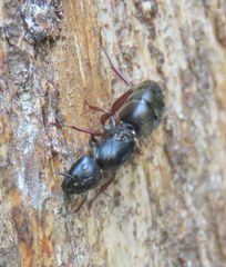 Camponotus modoc