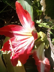 Hippeastrum