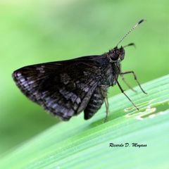 Ginungagapus schmithi