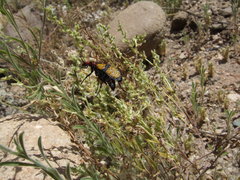 Tegrodera aloga