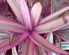 Tradescantia spathacea