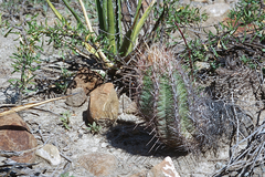 Thelocactus bicolor