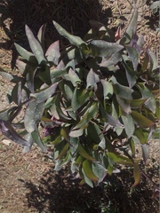 Tradescantia pallida
