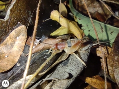 Neometrypus aculeatus