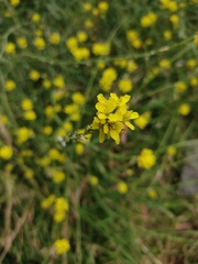 Brassiceae