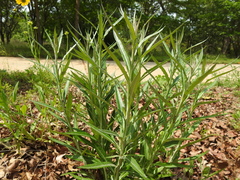 Pterocaulon virgatum