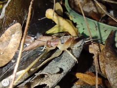 Neometrypus aculeatus