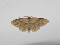 Scopula luridata