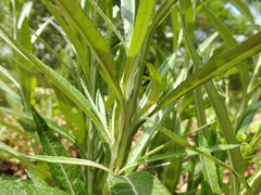 Pterocaulon virgatum