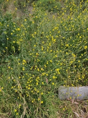 Brassiceae
