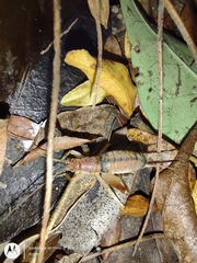 Neometrypus aculeatus