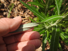 Pterocaulon virgatum