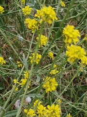 Brassiceae