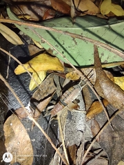 Neometrypus aculeatus