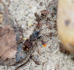 Eremocoris podagricus