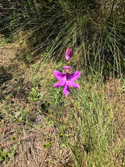 Calopogon tuberosus tuberosus