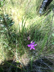 Calopogon tuberosus tuberosus