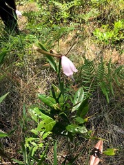 Cleistesiopsis divaricata