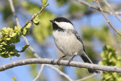 Poecile atricapillus