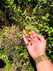 Lysimachia asperulifolia