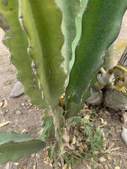 Selenicereus ocamponis