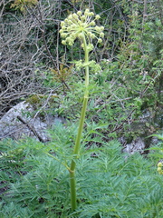 Molopospermum peloponnesiacum