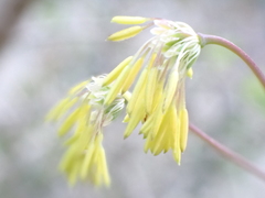 Thalictrum minus saxatile