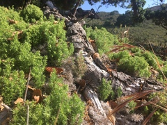 Galium andrewsii