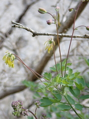 Thalictrum minus saxatile
