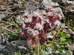 Petasites paradoxus
