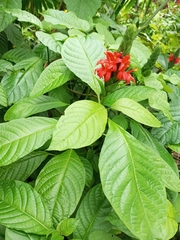 Pachystachys spicata