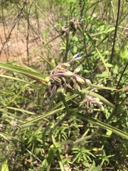 Tradescantia reverchonii
