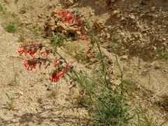 Ipomopsis aggregata aggregata