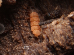 Eurypauropus