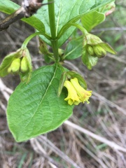 Lonicera involucrata involucrata