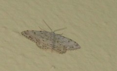 Idaea camparia