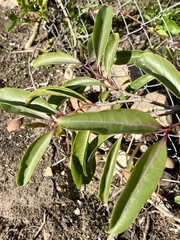 Strophanthus amboensis