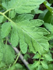 Solanum lycopersicum