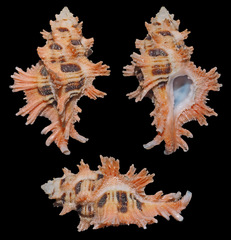 Pterynotus martinetanus