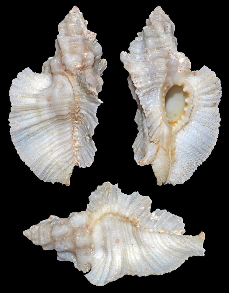 Pterynotus tripterus
