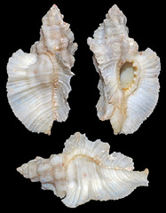 Pterynotus tripterus