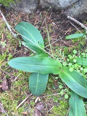 Platanthera elongata