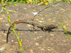 Podarcis muralis