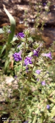 Stemodia durantifolia