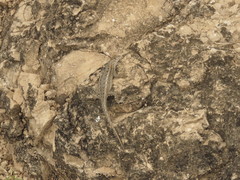 Sceloporus jalapae