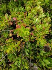 Sedum praealtum